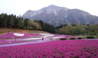 武甲山をバックに秩父芝桜